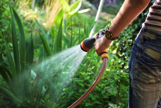 Man Watering Plants